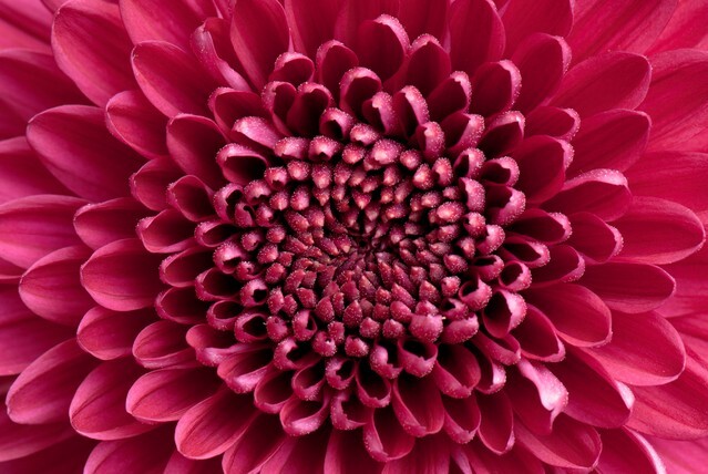 fresh flowers